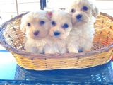 Topaç Gibi Maltipoo Bebeklerimiz