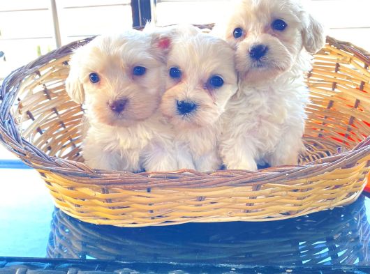 Topaç Gibi Maltipoo Bebeklerimiz görsel
