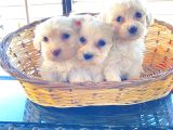 topaç gibi maltipoo bebeklerimiz