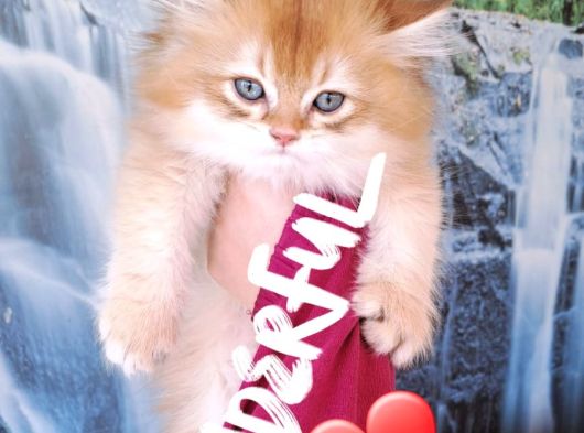British Golden Longhair Yavru görsel