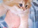 British golden longhair yavru