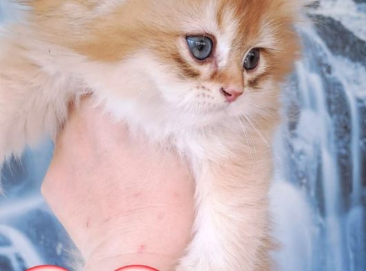 British Golden Longhair Yavru