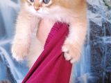 British Golden Longhair Yavru