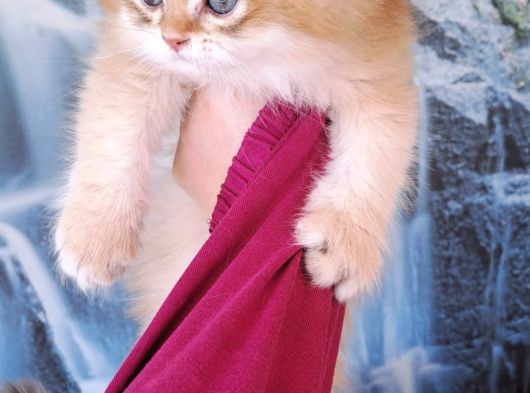 British Golden Longhair Yavru görsel