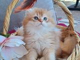 British Golden Longhair Yavru