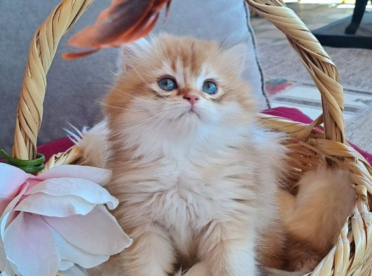 British Golden Longhair Yavru görsel