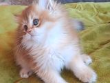 British Golden Longhair Yavru