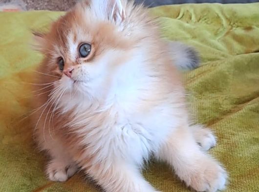 British Golden Longhair Yavru görsel