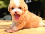 Mmi̇ni̇ Fi̇ncan Boy Malti̇poo Bebekleri̇m