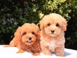 Mmi̇ni̇ Fi̇ncan Boy Malti̇poo Bebekleri̇m