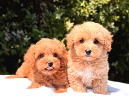 Mmi̇ni̇ Fi̇ncan Boy Malti̇poo Bebekleri̇m görsel