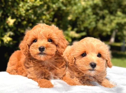 Çanakkalede Malti̇po Bebekleri̇mi̇z görsel