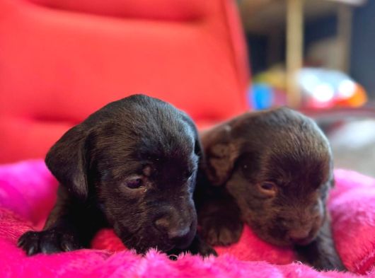 Üstün Zekalı Labrador Bebeklerimiz Için Acele Edin görsel