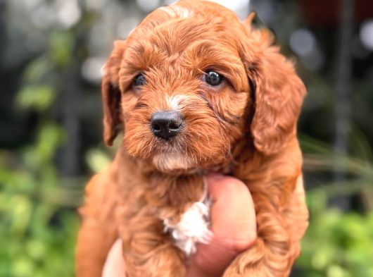 Evinize Neşe Getirecek  Teacup Maltipoo Yavrularımız görsel