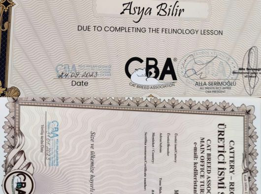 Eşsiz Renkleri Ve Dopdolu Secereleri Ile Safkan Mco Yavrular görsel
