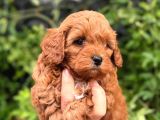 Mini Teddy Görünümlü Kıvırcık Kore Maltipo Bebeklerimiz
