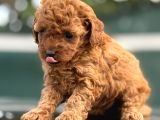 Irk Garantili Toy Poodle Yavrularımız
