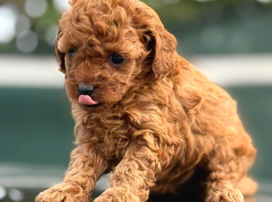 Irk Garantili Toy Poodle Yavrularımız görsel
