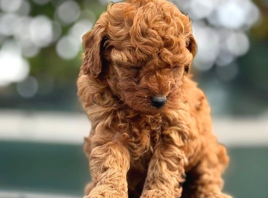 Irk Garantili Toy Poodle Yavrularımız görsel