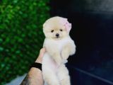 Micro Teacup Pomeranian Yavrularımız