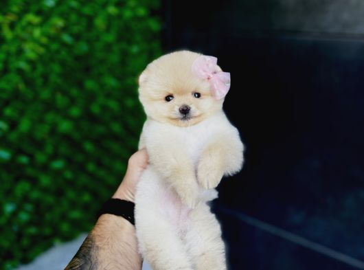 Micro Teacup Pomeranian Yavrularımız görsel