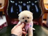 Micro Teacup Pomeranian Yavrularımız