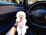 Micro Teacup Pomeranian Yavrularımız