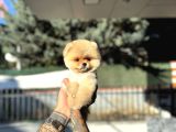 Micro Teacup Pomeranian Yavrularımız