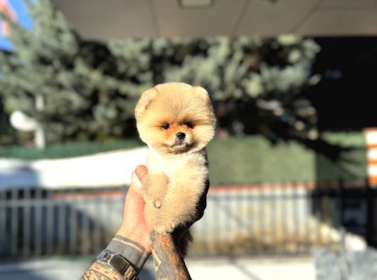 Micro Teacup Pomeranian Yavrularımız görsel