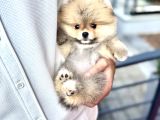Micro Teacup Pomeranian Yavrularımız