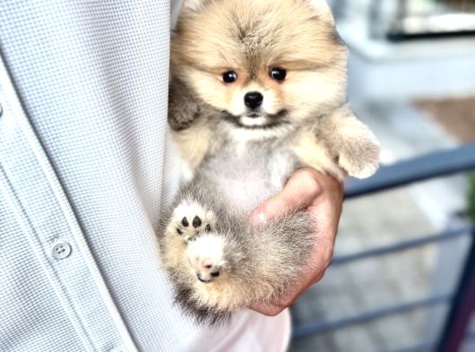 Micro Teacup Pomeranian Yavrularımız görsel