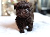 Orji̇nal Chocolate Brown Teacup Bebeği̇mi̇z