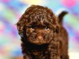 Orjinal Çi̇kolata Mini Boy Poodle Bebek
