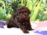 Orjinal ÇİKOLATA Mini Boy Poodle Bebek