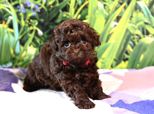 Orjinal Çi̇kolata Mini Boy Poodle Bebek