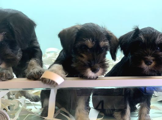 Petmode Köpek Çiftliğinden Ziyarete Açık Minyatür Schnauzer görsel