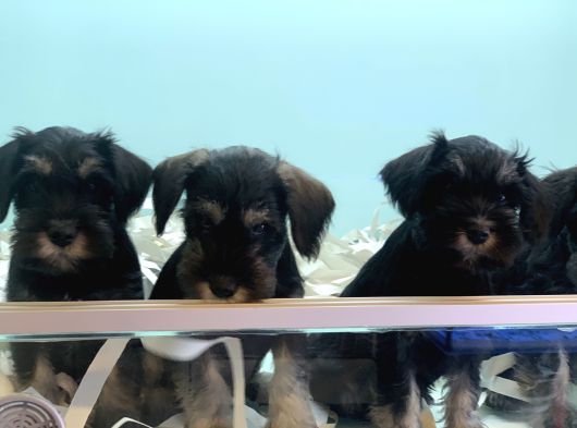 Petmode Köpek Çiftliğinden Ziyarete Açık Minyatür Schnauzer görsel