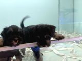 Petmode Köpek Çiftliğinden Ziyarete Açık Minyatür Schnauzer