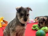 Petmode Köpek Çiftliğinden Ziyarete Açık Minyatür Schnauzer