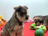 Petmode Köpek Çiftliğinden Ziyarete Açık Minyatür Schnauzer