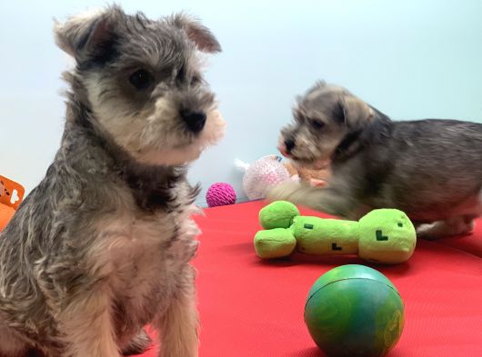 Petmode Köpek Çiftliğinden Ziyarete Açık Minyatür Schnauzer