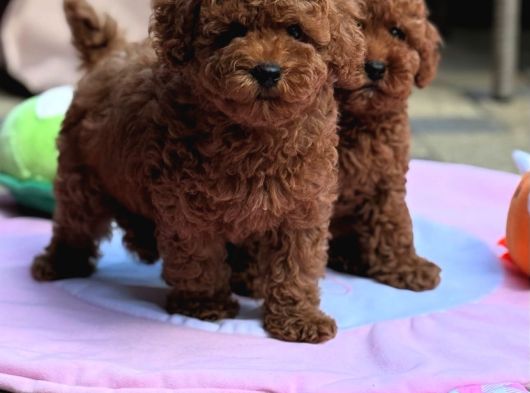 Neşeli Bıdıklar Toypoodle görsel