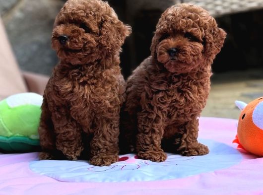 Neşeli Bıdıklar Toypoodle görsel