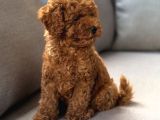 Neşeli Bıdıklar Toypoodle
