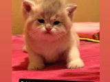 Safkan Bri̇ti̇sh Longhai̇r Ve Shorthai̇r Golden Ny12 Ve Blue Gol
