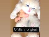 Safkan Bri̇ti̇sh Longhai̇r Ve Shorthai̇r Golden Ny12 Ve Blue Gol