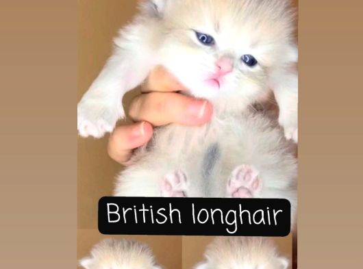 Safkan Bri̇ti̇sh Longhai̇r Ve Shorthai̇r Golden Ny12 Ve Blue Gol görsel