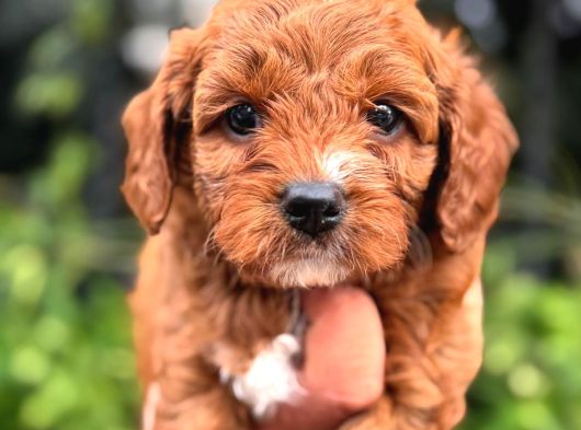 Evinize Neşe Getirecek  Teacup Maltipoo Yavrularımız