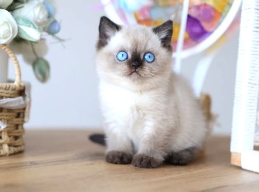 En Nadide Çikolata Point British Shorthair görsel