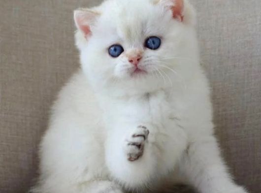 En Sakin Yavrularımızdan NS1133 British Shorthair